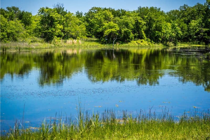 Wetlands and lake surrounded by trees at Hagerman National Wildlife Refuge in Texas